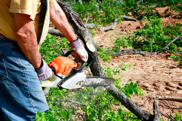 Best Commercial Tree Services  in Little Rock, AR